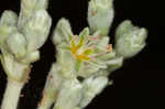 Longleaf buckwheat